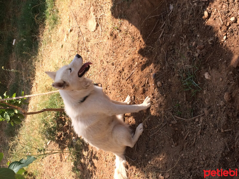 Sibirya Kurdu (Husky), Köpek  Luna  fotoğrafı