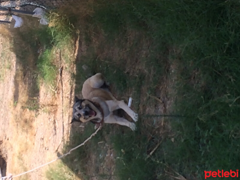 Sibirya Kurdu (Husky), Köpek  Apaçi fotoğrafı