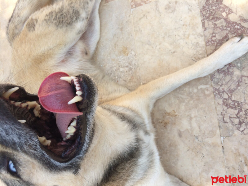 Sibirya Kurdu (Husky), Köpek  Apaçi fotoğrafı