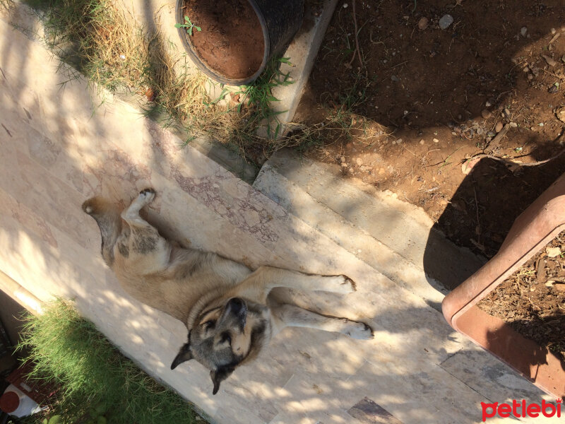 Sibirya Kurdu (Husky), Köpek  Apaçi fotoğrafı