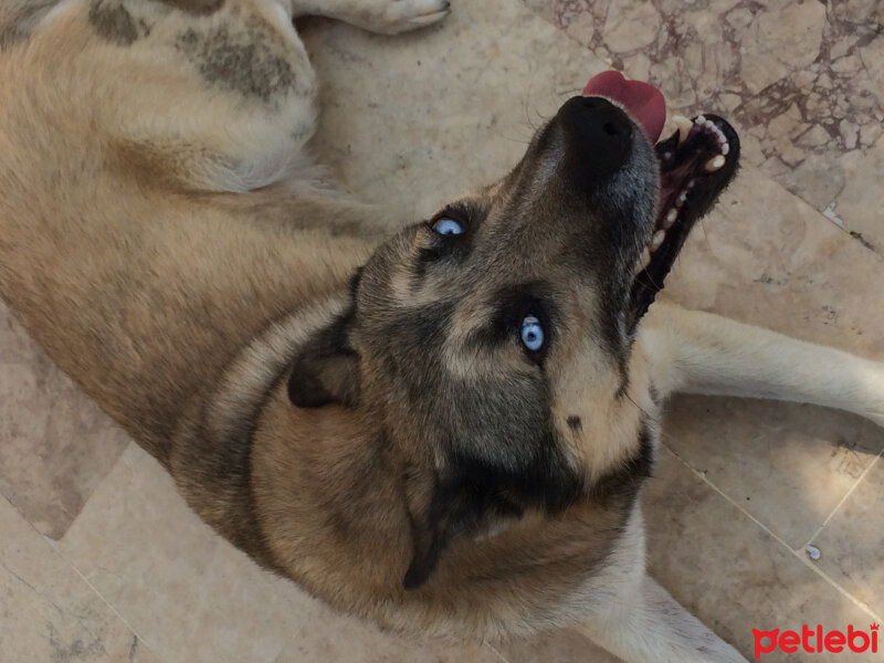 Sibirya Kurdu (Husky), Köpek  Apaçi fotoğrafı