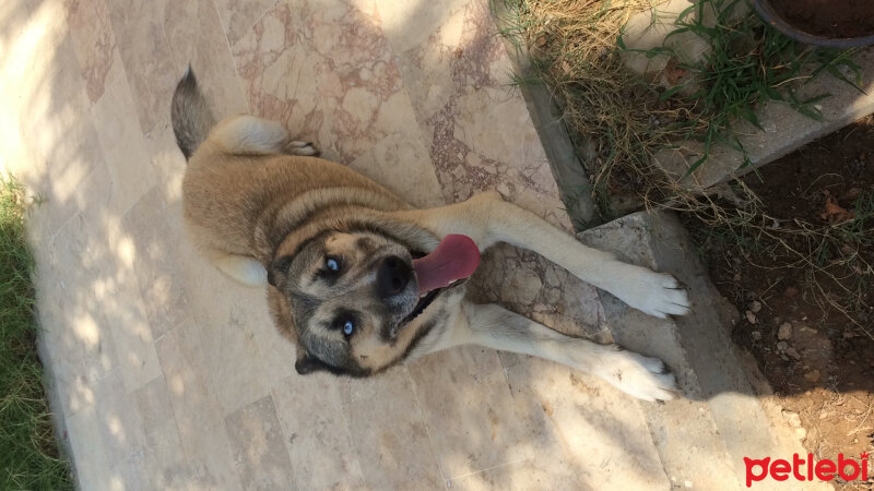 Sibirya Kurdu (Husky), Köpek  Apaçi fotoğrafı