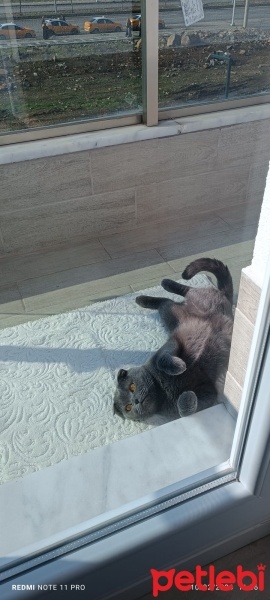 Scottish Fold, Kedi  Duman fotoğrafı