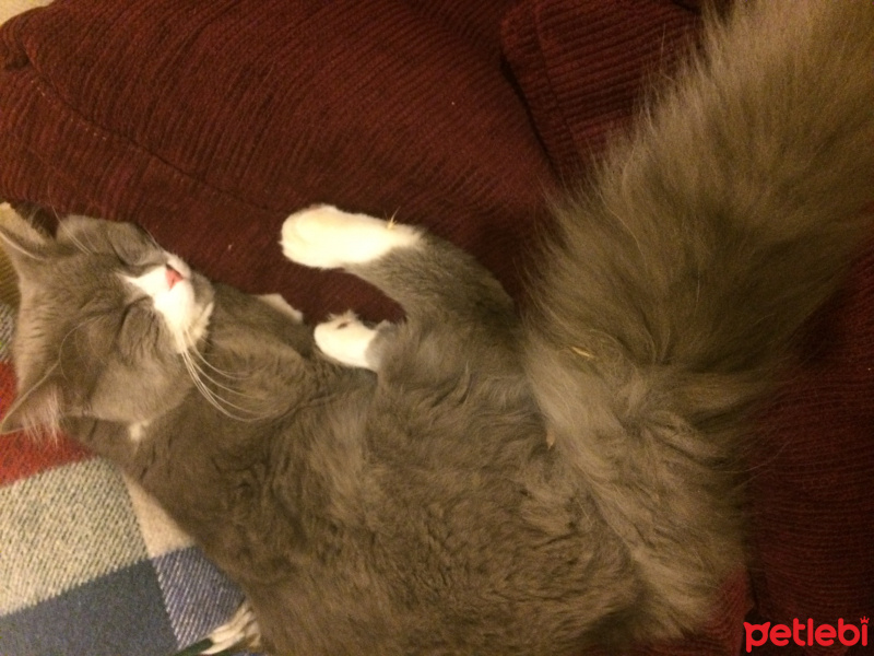 Soke, Kedi  wesley fotoğrafı
