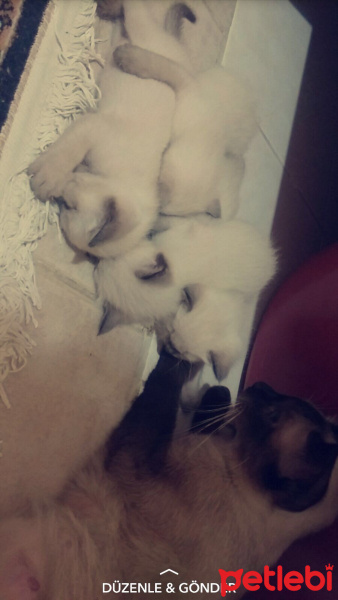 Siyam Kedisi, Kedi  Minikcik fotoğrafı