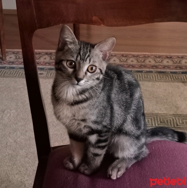 Tekir Kedi, Kedi  Sufle fotoğrafı