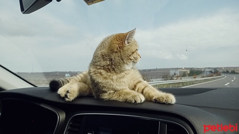 British Shorthair, Kedi  Fındık fotoğrafı