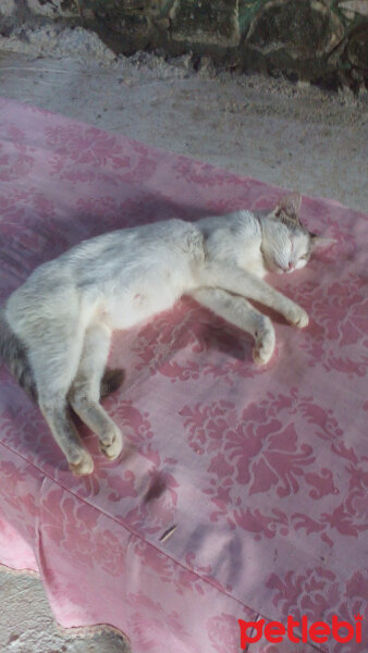 Brazilian Shorthair, Kedi  Ponçik ♥ fotoğrafı