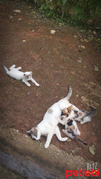 Brazilian Shorthair, Kedi  Ponçik ♥ fotoğrafı