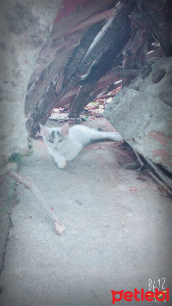 Brazilian Shorthair, Kedi  Ponçik ♥ fotoğrafı