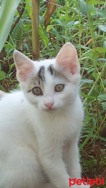 Brazilian Shorthair, Kedi  Ponçik ♥ fotoğrafı