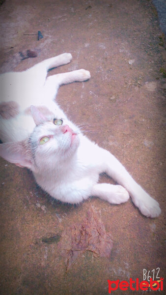 Brazilian Shorthair, Kedi  Ponçik ♥ fotoğrafı