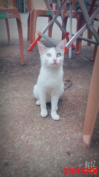 Brazilian Shorthair, Kedi  Ponçik ♥ fotoğrafı