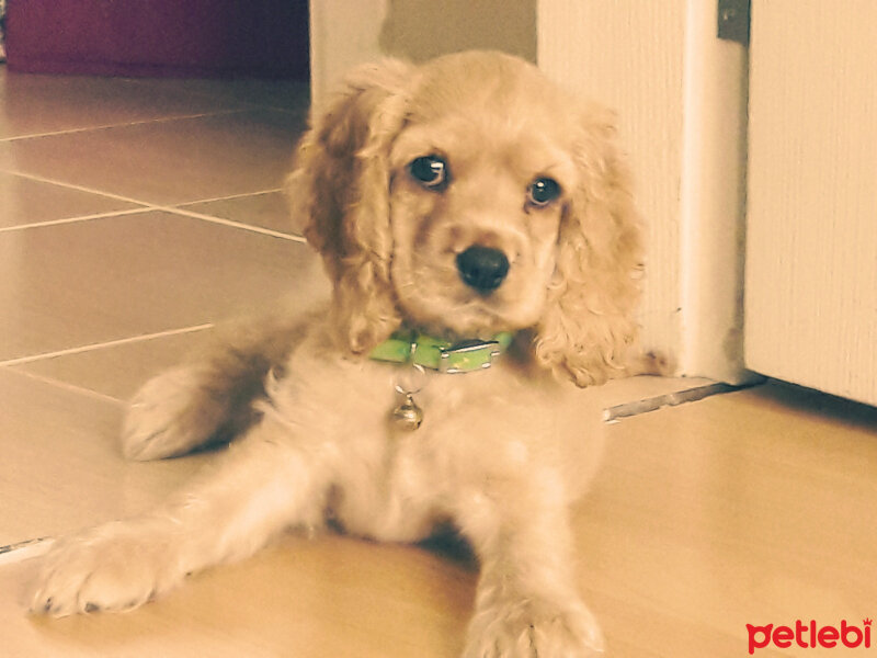 Amerikan Cocker Spaniel, Köpek  Tarçın fotoğrafı