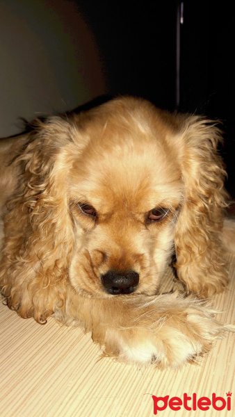 Amerikan Cocker Spaniel, Köpek  Tarçın fotoğrafı