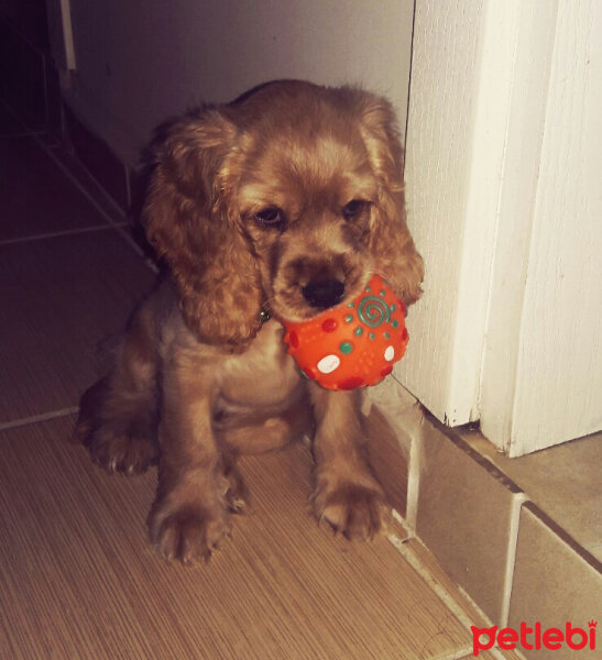 Amerikan Cocker Spaniel, Köpek  Tarçın fotoğrafı