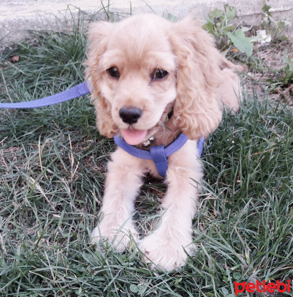 Amerikan Cocker Spaniel, Köpek  Tarçın fotoğrafı