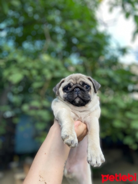 Pug, Köpek  Lina fotoğrafı