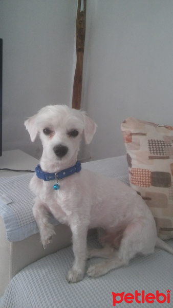 Maltese, Köpek  püskül  fotoğrafı