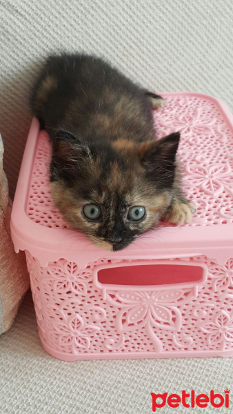 Tekir Kedi, Kedi  Ponçik fotoğrafı