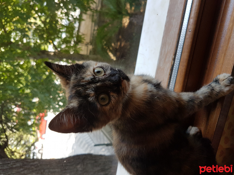 Tekir Kedi, Kedi  Ponçik fotoğrafı