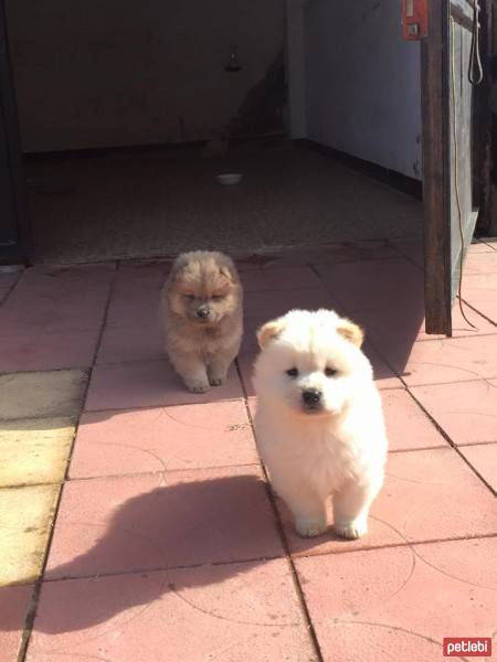 Chow Chow (çin Aslanı), Köpek  boncuk paskal fotoğrafı