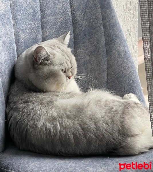 British Shorthair, Kedi  Zeus fotoğrafı