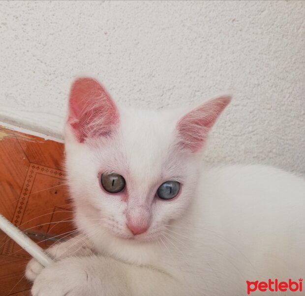 British Shorthair, Kedi  Artemis fotoğrafı