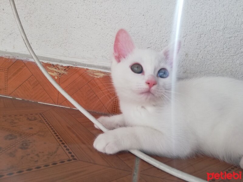 British Shorthair, Kedi  Artemis fotoğrafı