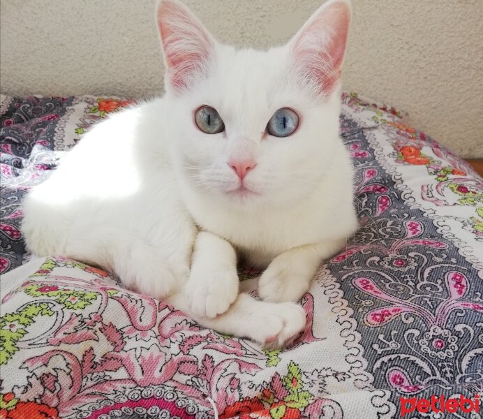 British Shorthair, Kedi  Artemis fotoğrafı