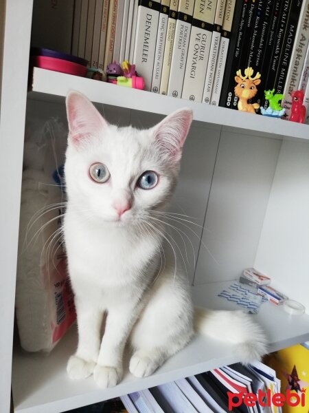 British Shorthair, Kedi  Artemis fotoğrafı