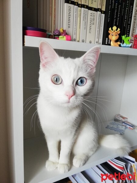 British Shorthair, Kedi  Artemis fotoğrafı