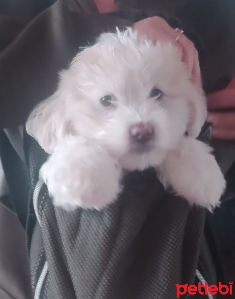 Maltese, Köpek  Luna fotoğrafı