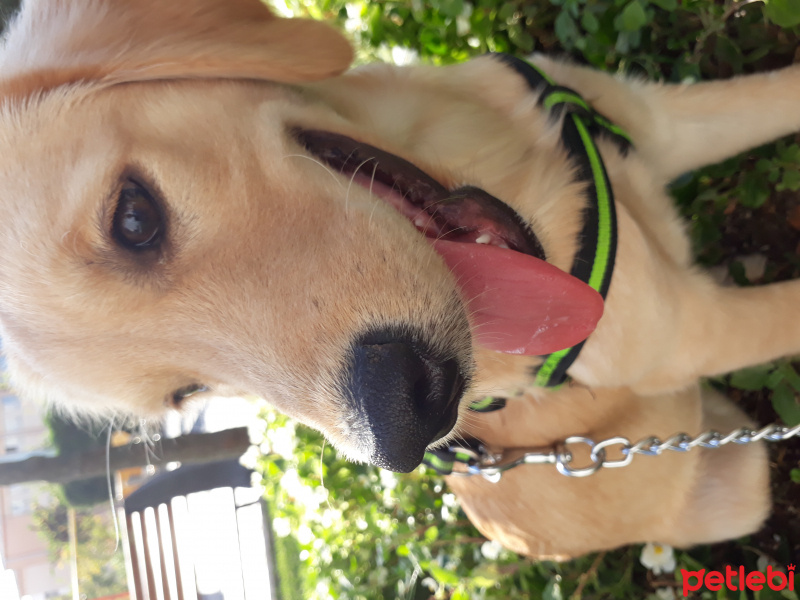 Golden Retriever, Köpek  Shila fotoğrafı