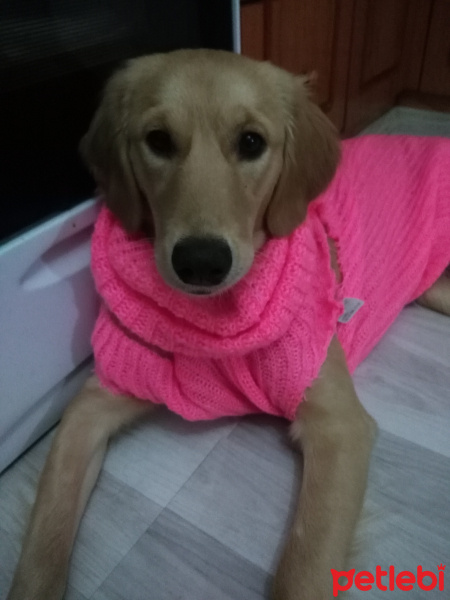 Golden Retriever, Köpek  Shila fotoğrafı
