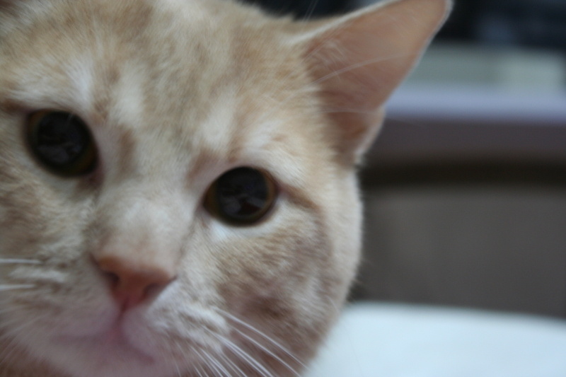Sarman, Kedi  Latte fotoğrafı