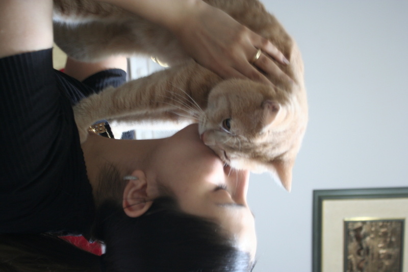 Sarman, Kedi  Latte fotoğrafı