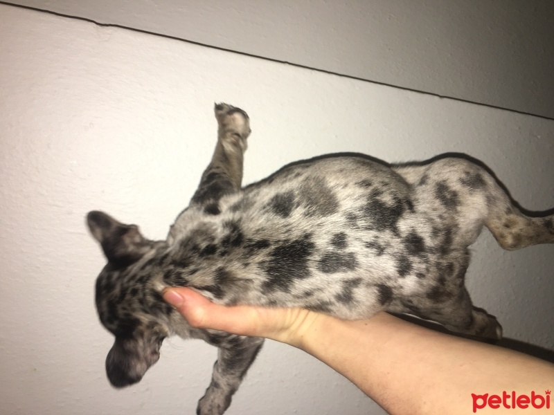 Fransız Bulldog, Köpek  Babu fotoğrafı