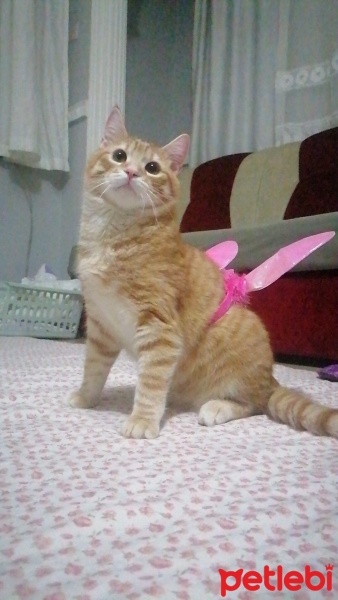Sarman, Kedi  Karamel fotoğrafı