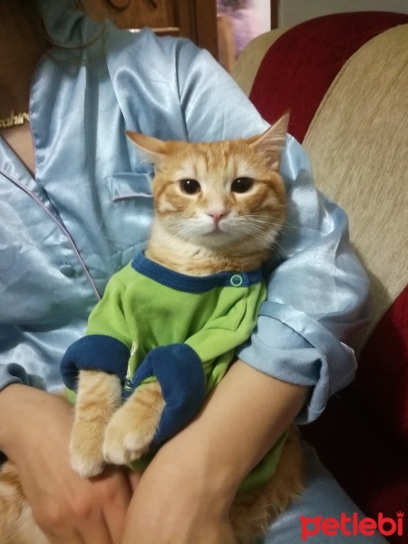 Sarman, Kedi  Karamel fotoğrafı