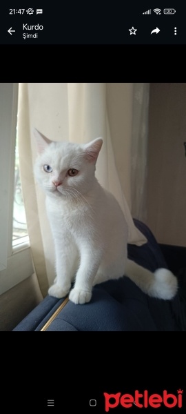 British Shorthair, Kedi  Bulut fotoğrafı