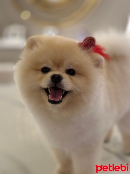 Pomeranyalı, Köpek  Teddy fotoğrafı