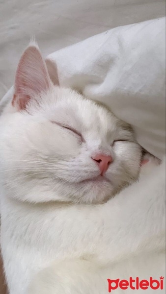 Tekir Kedi, Kedi  Mia fotoğrafı