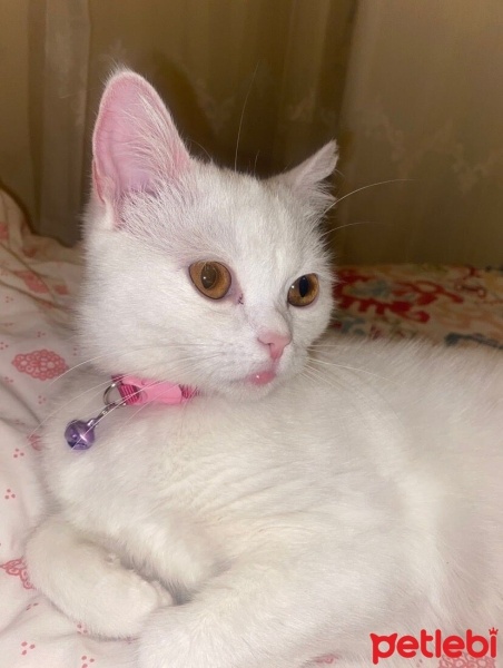 Tekir Kedi, Kedi  Mia fotoğrafı