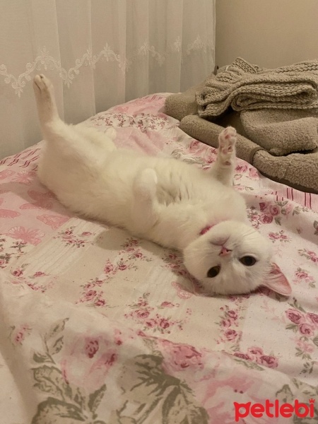 Tekir Kedi, Kedi  Mia fotoğrafı
