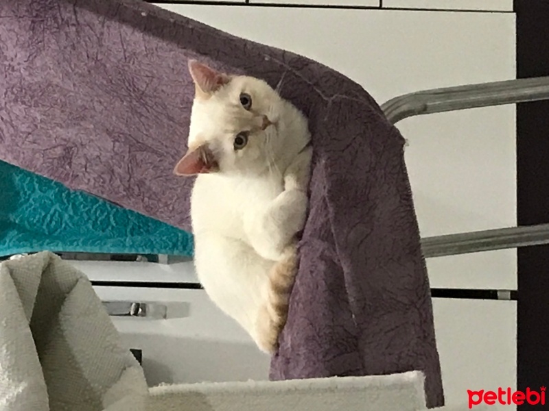 British Shorthair, Kedi  Ateş fotoğrafı