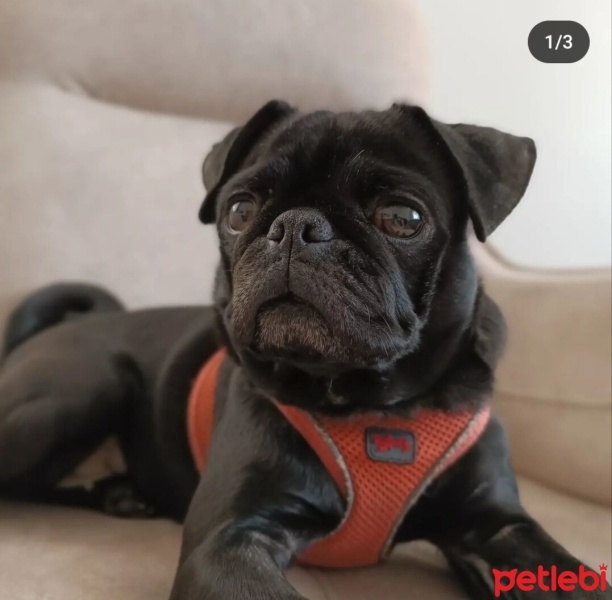 Pug, Köpek  Betty fotoğrafı