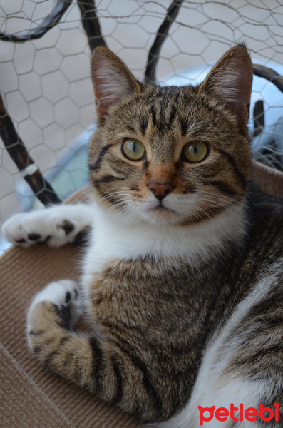 Tekir Kedi, Kedi  Zehir fotoğrafı
