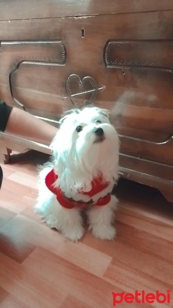 Maltese, Köpek  Koko fotoğrafı