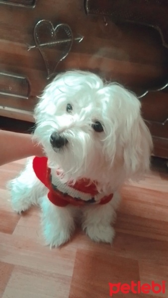 Maltese, Köpek  Koko fotoğrafı